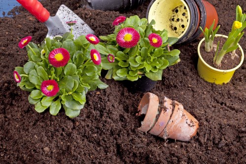 A close-up view of a garden bed featuring two flowering primroses with bright pink petals and yellow centers, planted in dark, freshly turned soil. To the right, a small yellow pot contains a young green plant, while in the background, a terracotta pot lies tipped over on the soil surface. Behind these, a yellow gardening trowel is partially visible, with a gardening hose nozzle nearby, indicating recent planting activity. The scene is set outdoors in a well-maintained garden area, likely part of a landscaping service in Neasden, with natural daylight illuminating the vibrant flowers and soil textures. The environment suggests a focus on garden planting and maintenance, aligning with the services offered by landscapers in the area, such as planting, soil preparation, and garden enhancement.