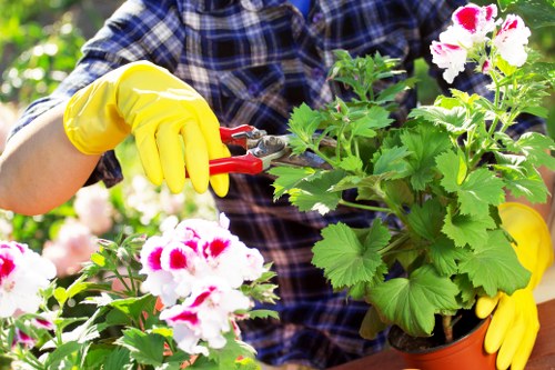 A gardener wearing a blue checked shirt and bright yellow gloves is trimming a lush, potted geranium plant with vibrant pink and white blooms, set against a backdrop of a well-maintained outdoor garden area. The garden features dense green foliage, with a variety of plants and flowers, and is bathed in natural sunlight, suggesting a clear day. The gardener's hands are carefully pruning the plant using a pair of red-handled pruning shears, indicating ongoing garden maintenance typical of professional landscaping and gardening services in Neasden, London, which include plant care and garden tidying. The scene highlights the detailed attention given to both flowering plants and overall garden health, characteristic of expert lawn and garden care provided by companies like Landscapers Neasden, contributing to a vibrant, healthy, and aesthetically pleasing outdoor space.