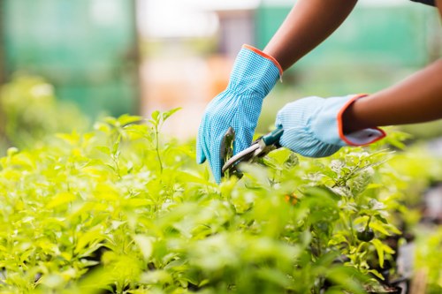 The image shows a gardener's hands clad in blue protective gloves, holding garden pruning shears while trimming a dense, leafy green shrub in an outdoor garden setting. The shrub has vibrant, healthy, light green foliage, and is situated in a well-maintained area with a mixture of soil and mulch surrounding the base. In the background, there are blurred green plants and possibly garden structures, indicating an organized, landscaped outdoor space typical of residential gardens in Neasden or nearby areas within the London borough. The natural lighting suggests a sunny day, highlighting the vitality of the plants. This scene reflects professional gardening activities associated with lawn and garden maintenance, part of the services provided by companies like Landscapers Neasden, focused on creating and maintaining attractive flower beds and garden borders in the local community.