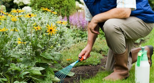 The image depicts a person kneeling on a well-maintained lawn in a garden, with their right hand watering a bed of flowering plants using a small garden watering tool. The garden features a variety of plants, including tall yellow flowers with dark centers, possibly daisies or similar, alongside purple and pink flowering plants in the background. The lawn has a lush, dense appearance with vibrant green grass, bordered by neat flower beds and a defined edge of soil. The individual is dressed in a blue vest and beige trousers, wearing brown rubber boots suitable for gardening, and has a white watering spray bottle placed on the grass nearby. The scene suggests a typical outdoor garden environment, possibly in a residential backyard or landscaped outdoor space in Neasden, with natural light indicating a clear day. This setup exemplifies typical gardening activities within a maintained outdoor area, highlighting landscape care and plant nurturing aspects associated with professional gardening services by Landscapers Neasden.