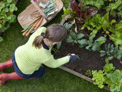 A woman wearing a lime green sweater, dark gloves, and red rubber boots is kneeling on well-maintained green grass in a backyard garden, tending to a raised wooden bed filled with a variety of vegetables and leafy greens. The garden features rich, dark soil, and there are mature plants with broad, textured leaves in shades of green and burgundy. In the background, there are additional garden beds and lush foliage, suggesting a carefully managed outdoor space designed for vegetable cultivation and landscaping. The scene appears to be sunny and clear, with natural light highlighting the vibrant colors of the plants and the garden environment. This setting reflects typical gardening activities that a professional landscapersneasden.co.uk might support, including planting, soil preparation, and garden maintenance in a residential garden in the Neasden area.