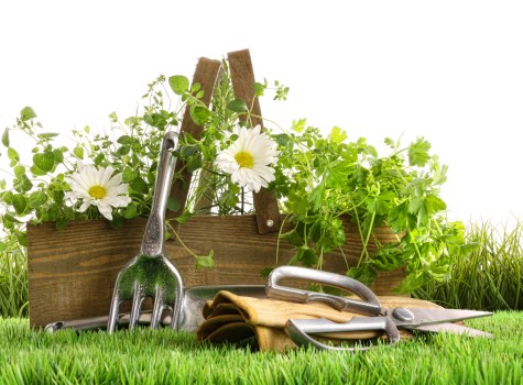 Seasonal garden care activities being performed by experts in Neasden.
