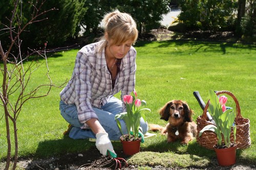 Professional gardener trimming bushes and shaping hedges in a Neasden garden.